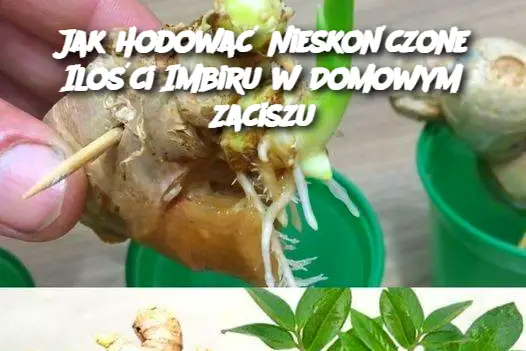 Jak Hodować Nieskończone Ilości Imbiru w Domowym Zaciszu