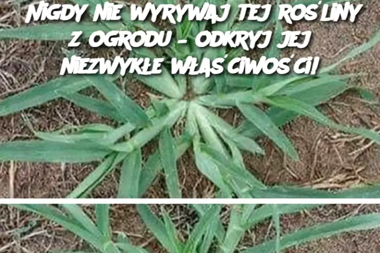 Nigdy nie wyrywaj tej rośliny z ogrodu – odkryj jej niezwykłe właściwości!