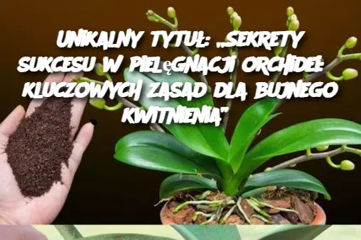 Unikalny tytuł: „Sekrety sukcesu w pielęgnacji orchidei: 6 kluczowych zasad dla bujnego kwitnienia”