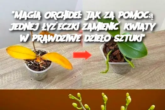 Magia Orchidei: Jak za pomocą jednej łyżeczki zamienić kwiaty w prawdziwe dzieło sztuki