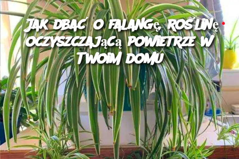 Jak dbać o falangę, roślinę oczyszczającą powietrze w Twoim domu