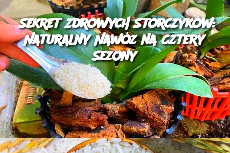 Sekret Zdrowych Storczyków: Naturalny Nawóz na Cztery Sezony