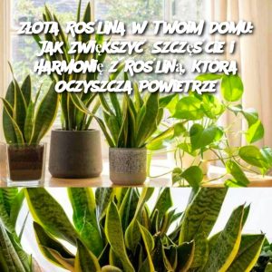 Złota Roślina w Twoim Domu: Jak Zwiększyć Szczęście i Harmonię z Rośliną, Która Oczyszcza Powietrze Wprowadzenie: Jeśli szukasz rośliny, która nie tylko ozdobi Twój dom, ale także przyniesie korzyści zdrowotne i duchowe, z pewnością warto poznać falangę. Ta wyjątkowa roślina nie tylko poprawia jakość powietrza, ale także ma reputację przynoszenia szczęścia do domu. W artykule tym odkryjemy, dlaczego falanga jest nazywana "złotą rośliną" oraz jak o nią dbać, by cieszyć się jej właściwościami przez lata. Składniki: Falanga (roślina doniczkowa, znana również jako dracena lub drzewko szczęścia) Odpowiednia doniczka z otworami do odprowadzania wody Lekkie, dobrze przepuszczalne podłoże Woda do podlewania (umiarkowana ilość) Sposób przyrządzenia: Wybór miejsca: Falanga najlepiej rośnie w miejscach o średnim oświetleniu. Unikaj b