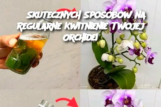 8 Skutecznych Sposobów na Regularne Kwitnienie Twojej Orchidei