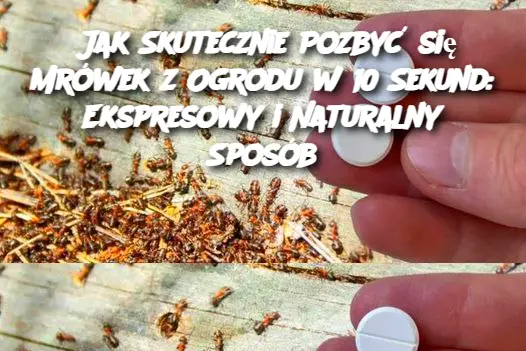 Jak Skutecznie Pozbyć się Mrówek z Ogrodu w 10 Sekund: Ekspresowy i Naturalny Sposób