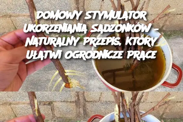 Domowy Stymulator Ukorzeniania Sadzonków – Naturalny Przepis, Który Ułatwi Ogrodnicze Prace