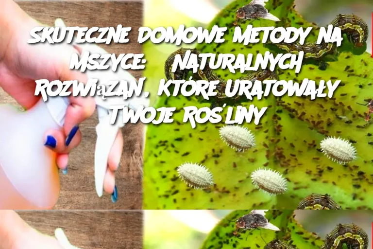 Skuteczne Domowe Metody na Mszyce: 5 Naturalnych Rozwiązań, Które Uratowały Twoje Rośliny