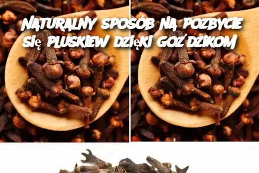 Naturalny sposób na pozbycie się pluskiew dzięki goździkom