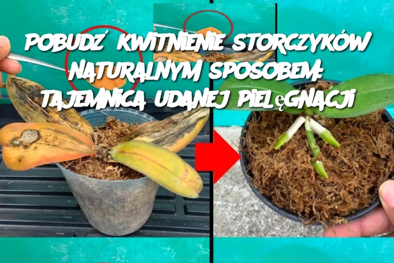 Pobudź kwitnienie storczyków naturalnym sposobem: tajemnica udanej pielęgnacji