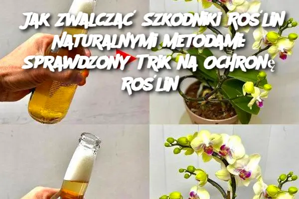 Jak Zwalczać Szkodniki Roślin Naturalnymi Metodami: Sprawdzony Trik na Ochronę Roślin