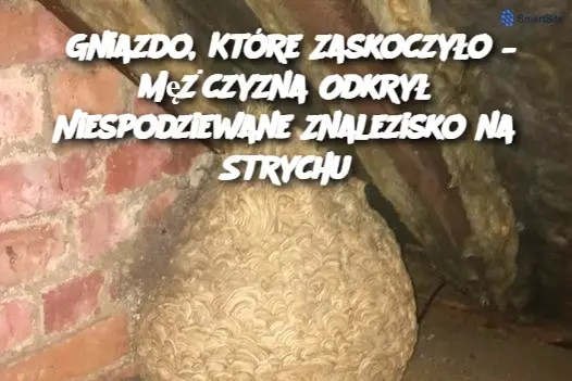 Gniazdo, Które Zaskoczyło – Mężczyzna Odkrył Niespodziewane Znalezisko na Strychu